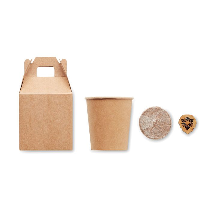 Kit de graines de pin GROWTREE – Image 2