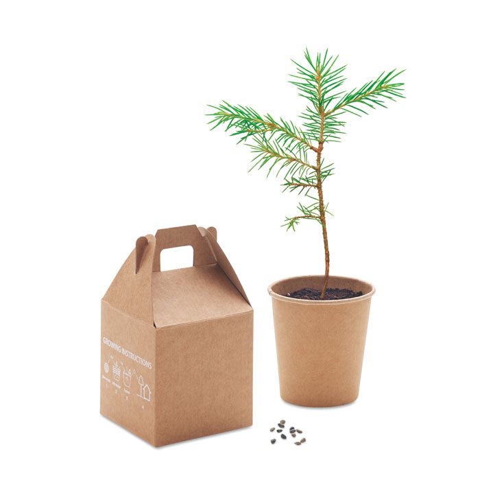 Kit de graines de pin GROWTREE – Image 3