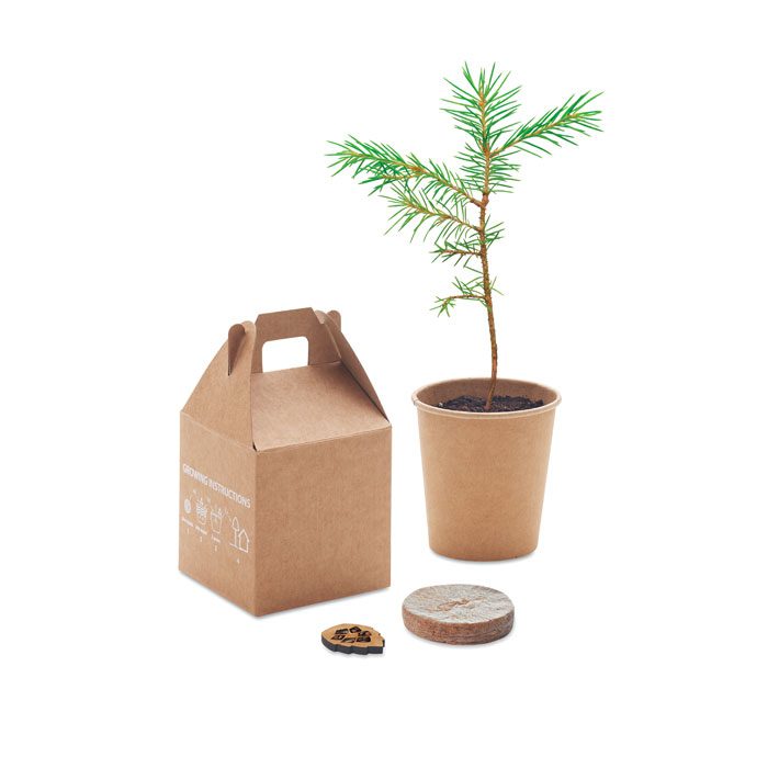 Kit de graines de pin GROWTREE – Image 4